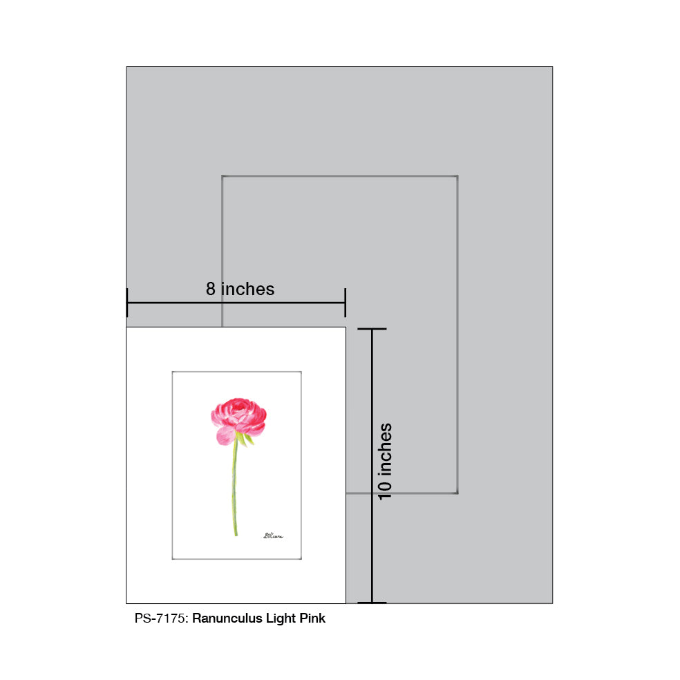 Ranunculus Light Pink, Print (#7175)