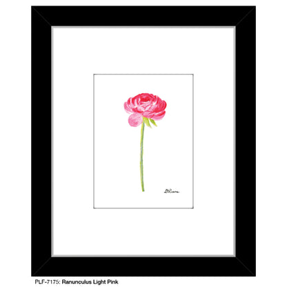 Ranunculus Light Pink, Print (#7175)