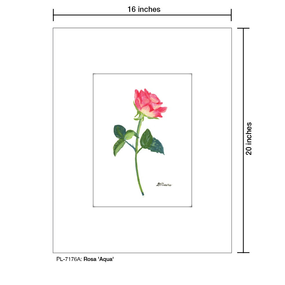 Rosa 'Aqua', Print (#7176A)