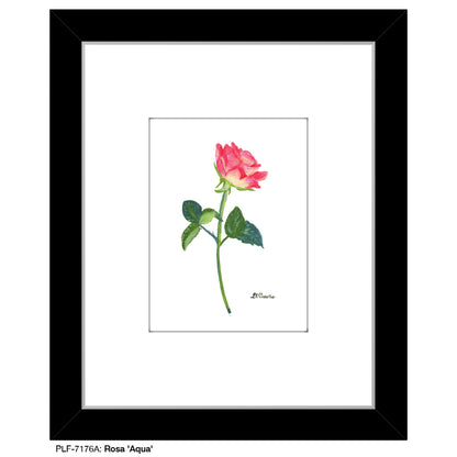 Rosa 'Aqua', Print (#7176A)