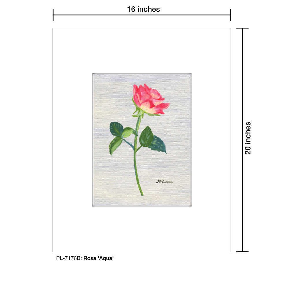 Rosa 'Aqua', Print (#7176B)