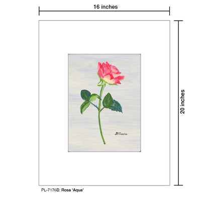 Rosa 'Aqua', Print (#7176B)