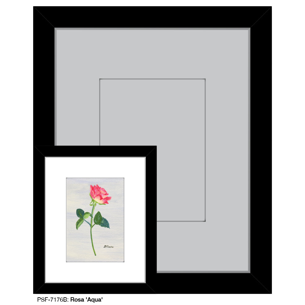 Rosa 'Aqua', Print (#7176B)