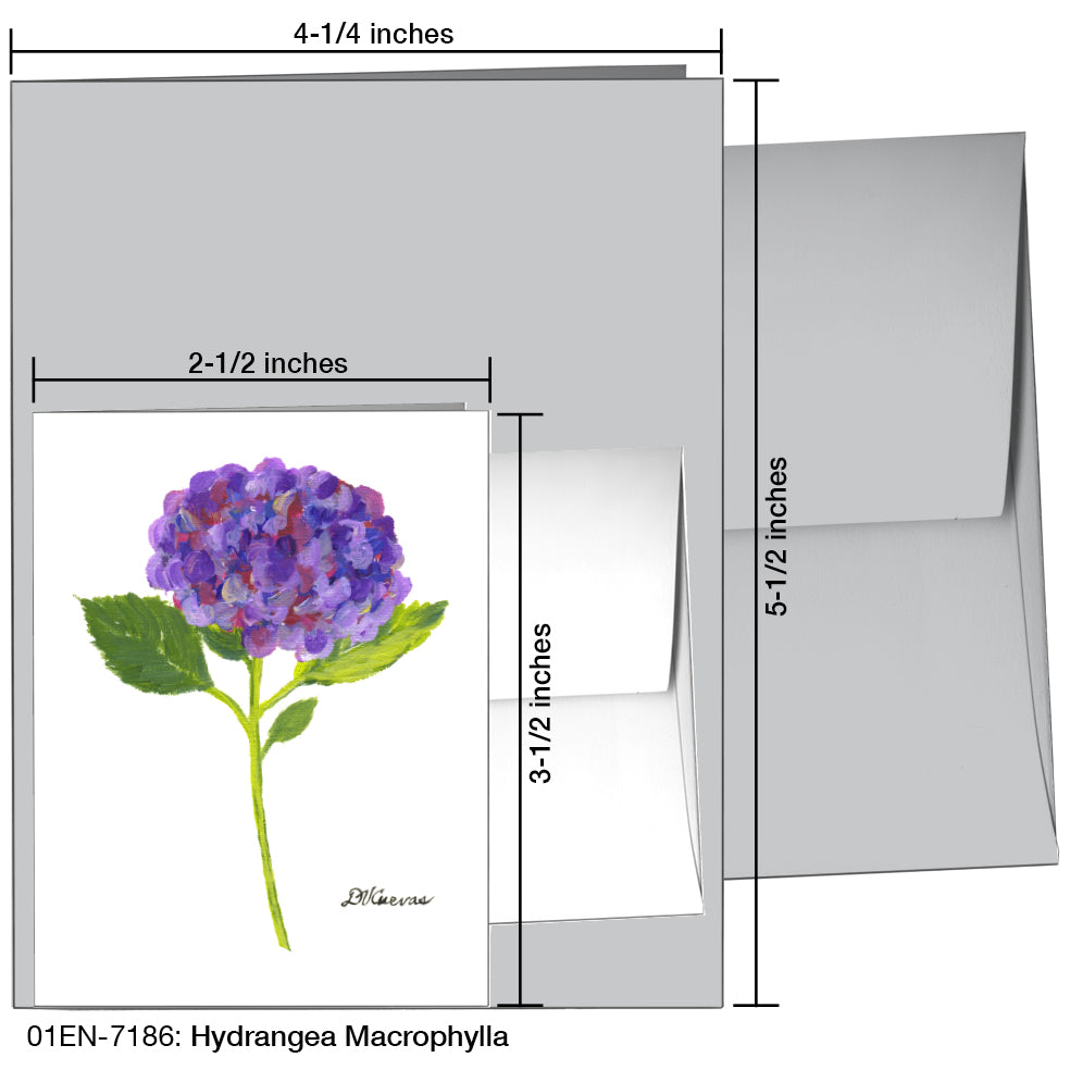 Hydrangea Macrophylla, Greeting Card (7186)