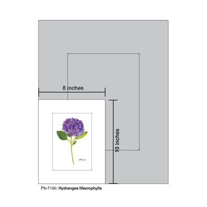 Hydrangea Macrophylla, Print (#7186)