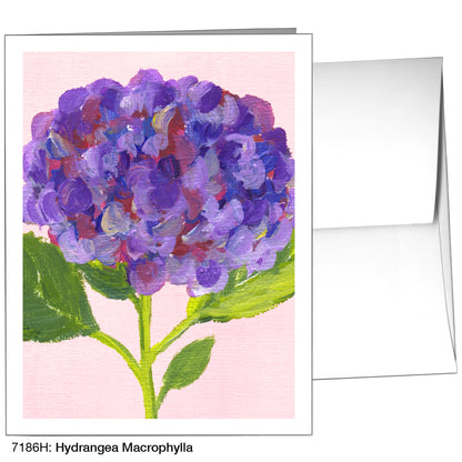 Hydrangea Macrophylla, Greeting Card (7186H)