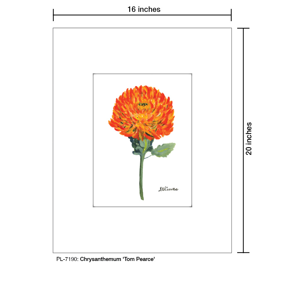 Chrysanthemum 'Tom Pearce', Print (#7190)