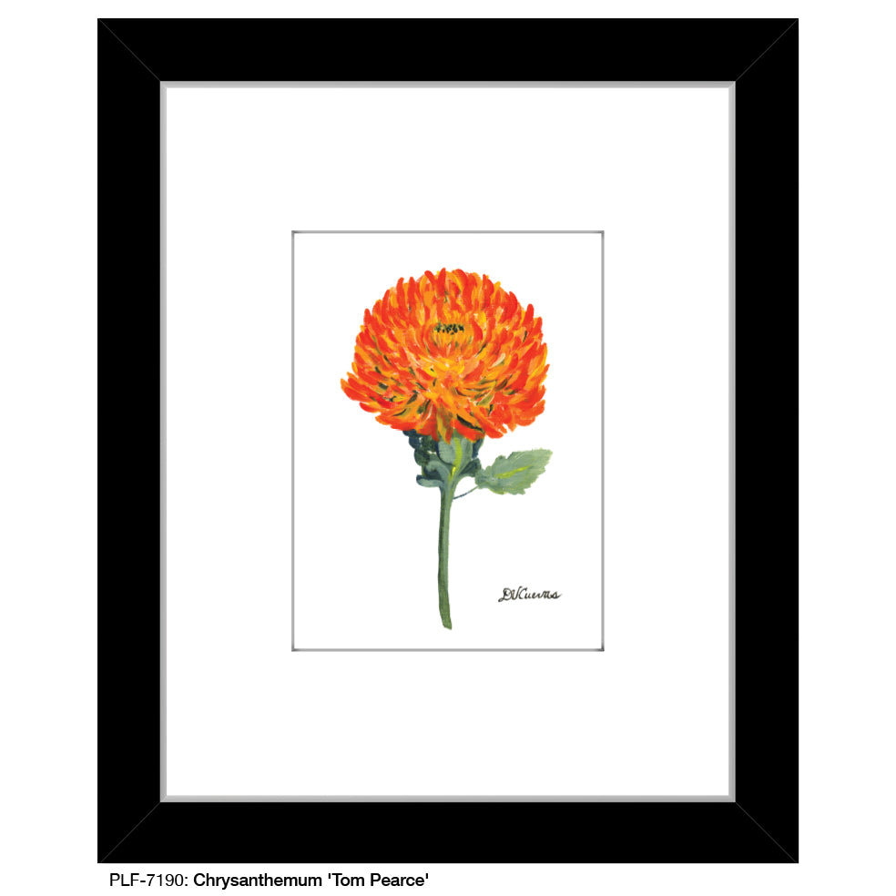 Chrysanthemum 'Tom Pearce', Print (#7190)