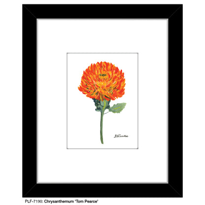 Chrysanthemum 'Tom Pearce', Print (#7190)