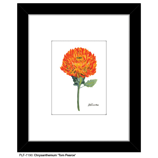 Chrysanthemum 'Tom Pearce', Print (#7190)