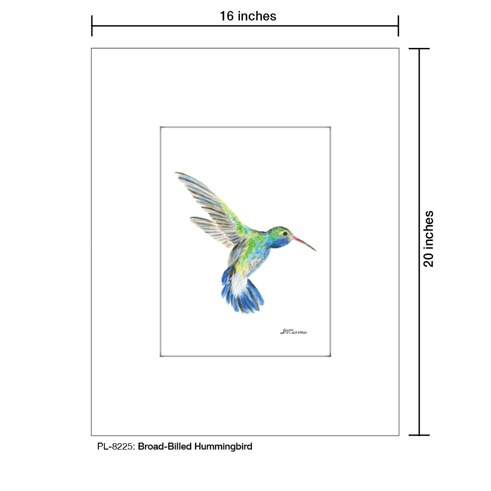 Broad-Billed Hummingbird, Print (#8225)