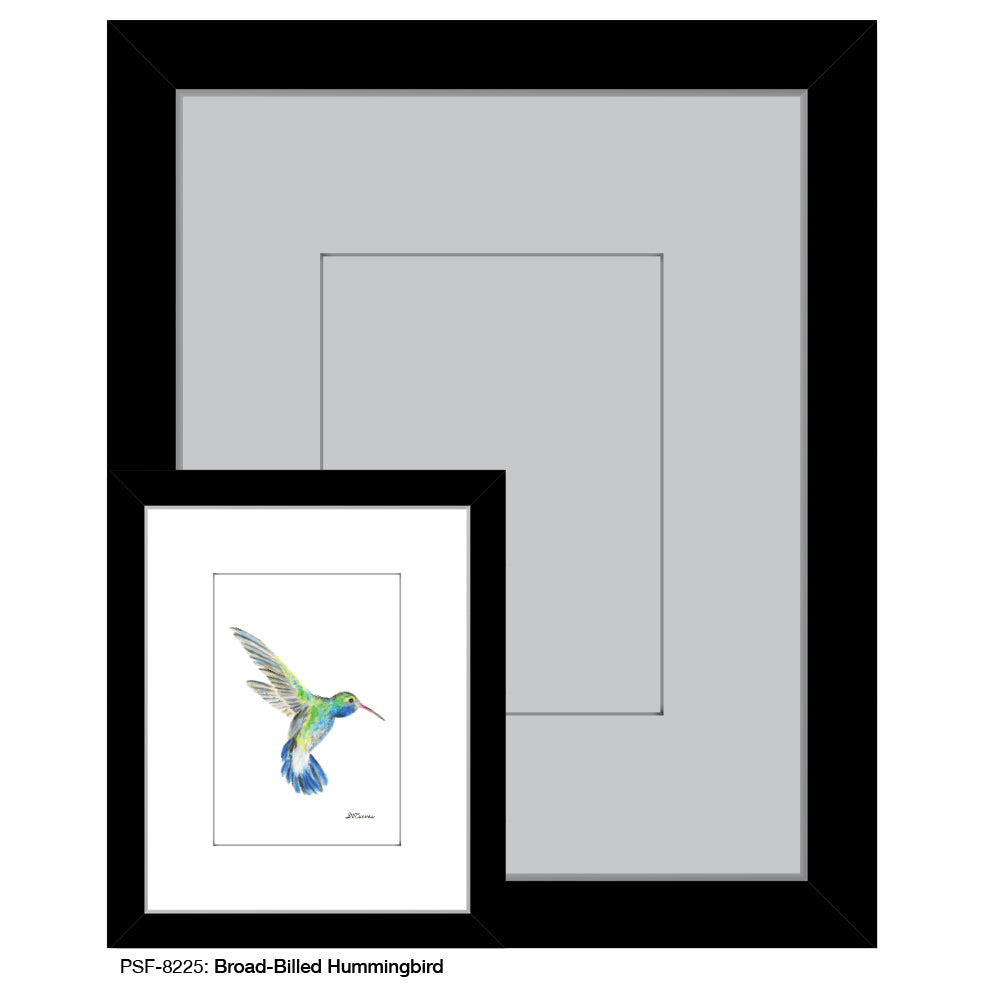 Broad-Billed Hummingbird, Print (#8225)