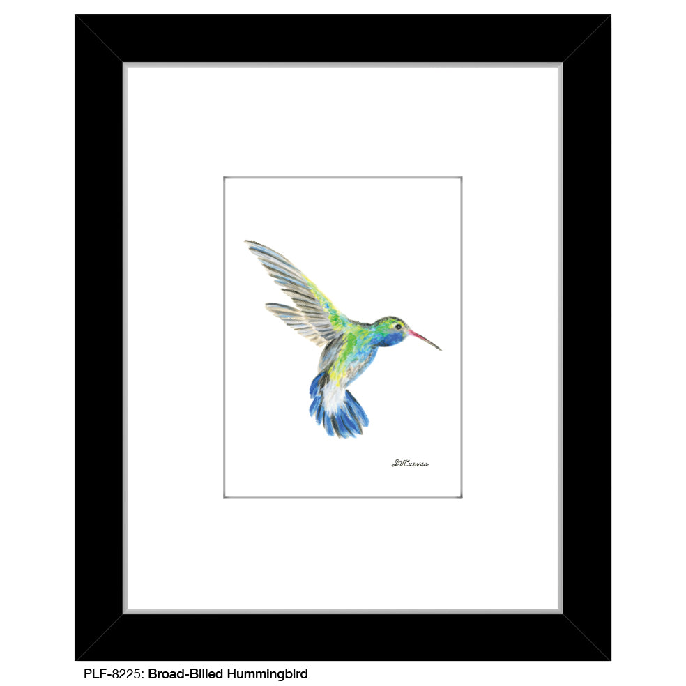 Broad-Billed Hummingbird, Print (#8225)