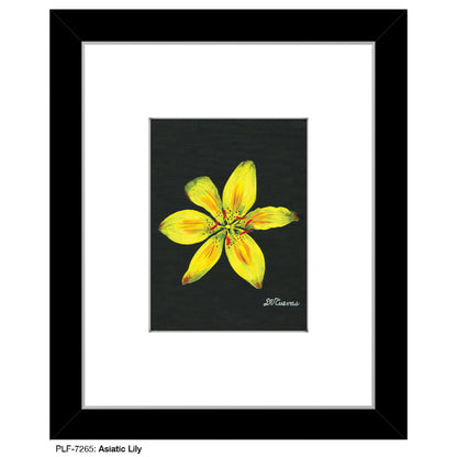 Asiatic Lily, Print (#7265)