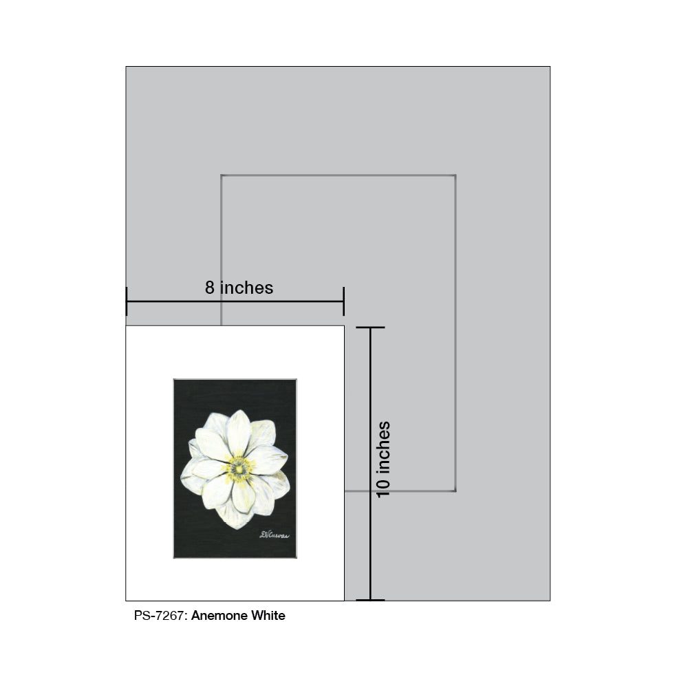 Anemone White, Print (#7267)