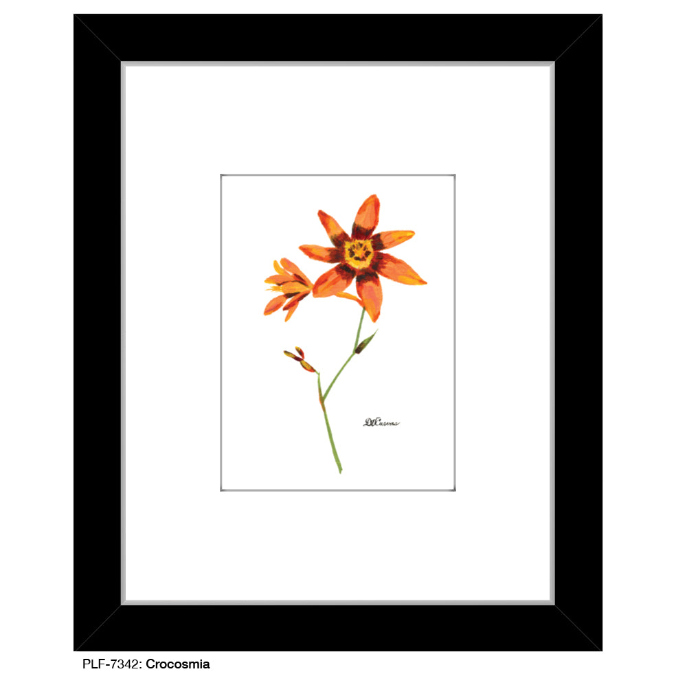 Crocosmia, Print (#7342)