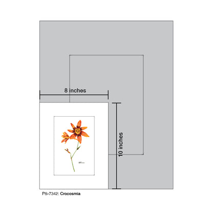 Crocosmia, Print (#7342)