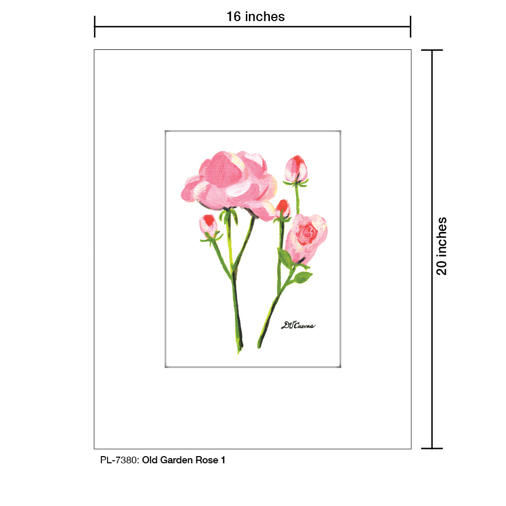 Old Garden Rose 1, Print (#7380)