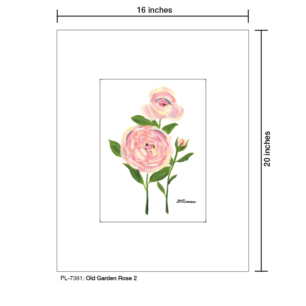 Old Garden Rose 2, Print (#7381)