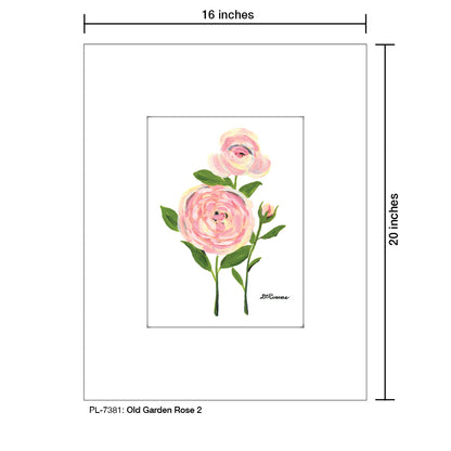 Old Garden Rose 2, Print (#7381)