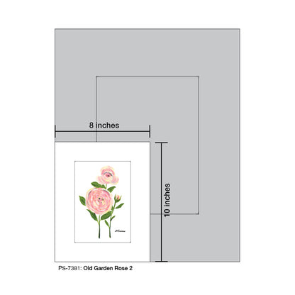 Old Garden Rose 2, Print (#7381)