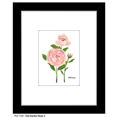 Old Garden Rose 2, Print (#7381)