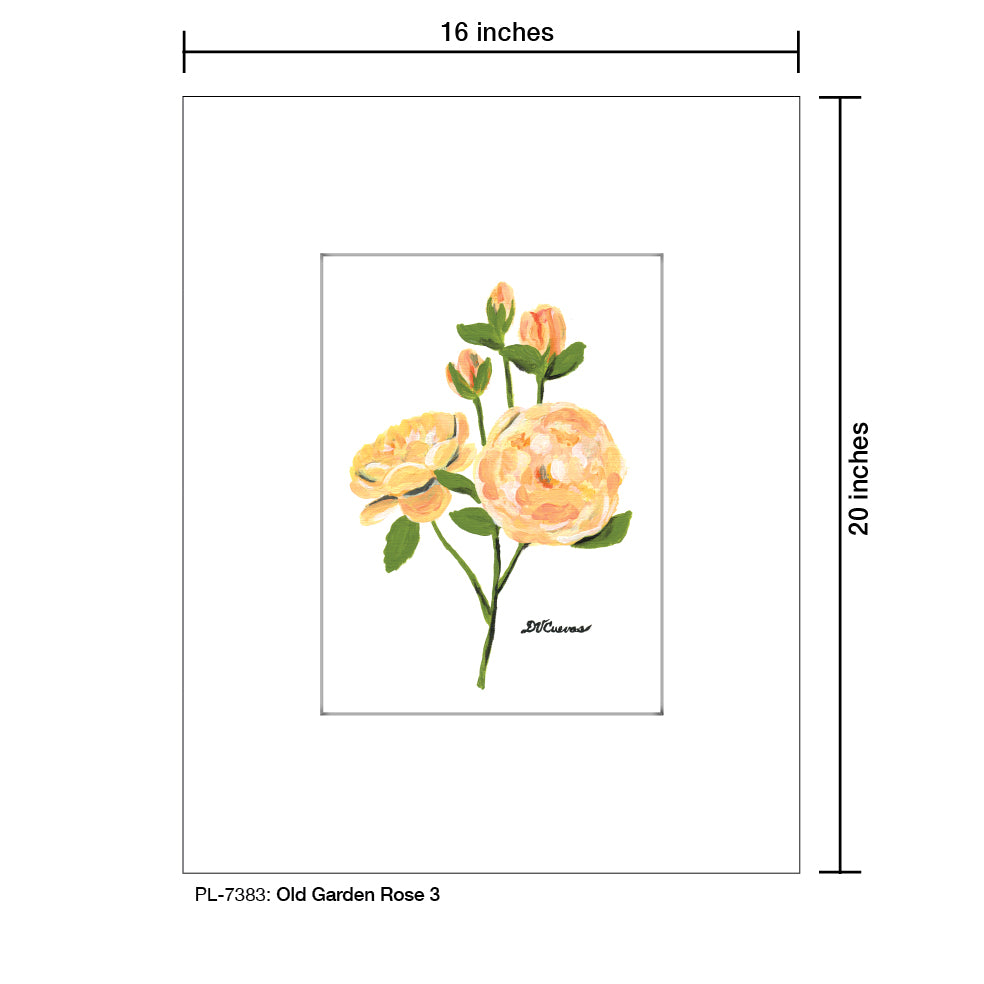 Old Garden Rose 3, Print (#7383)