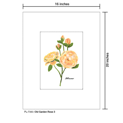 Old Garden Rose 3, Print (#7383)