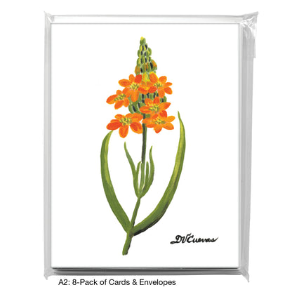 Ornithogalum, Greeting Card (7385)