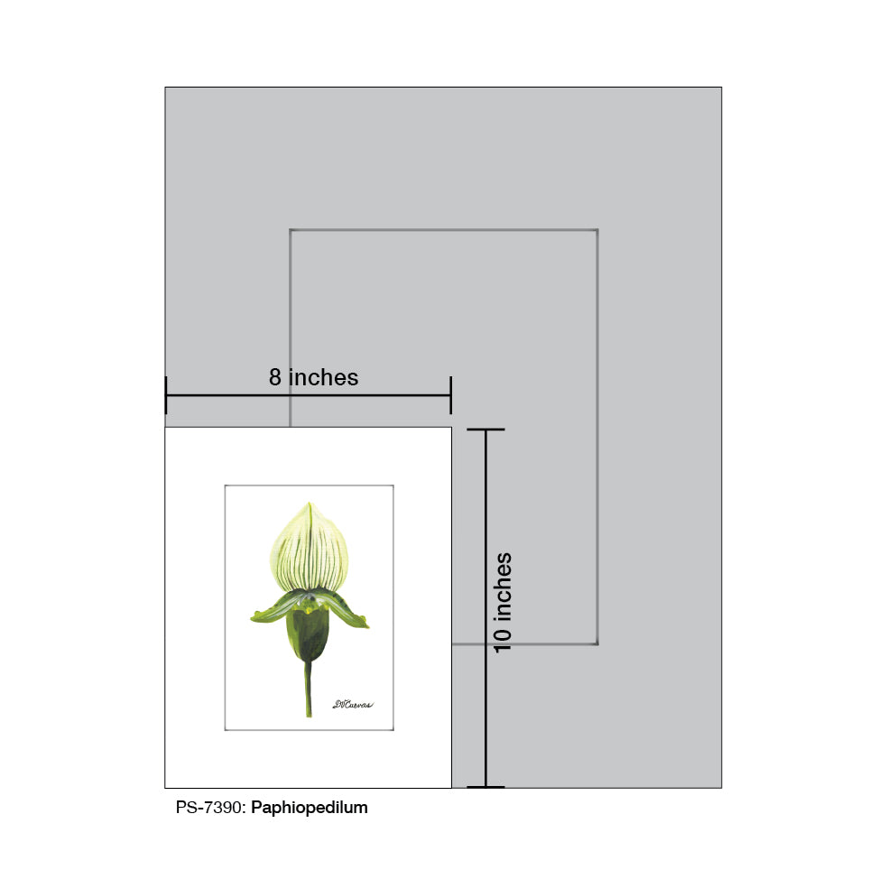 Paphiopedilum, Print (#7390)