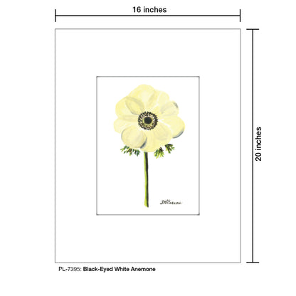 Black-Eyed White Anemone, Print (#7395)