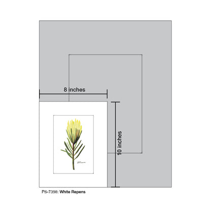 White Repens, Print (#7398)