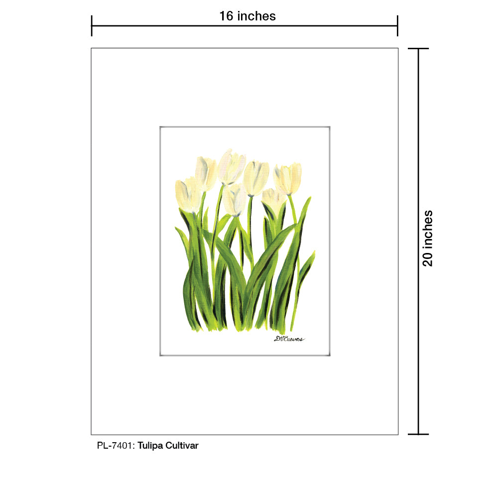 Tulipa Cultivar, Print (#7401)