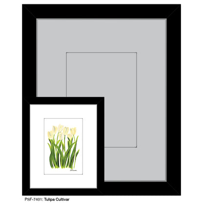 Tulipa Cultivar, Print (#7401)