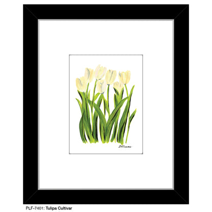 Tulipa Cultivar, Print (#7401)