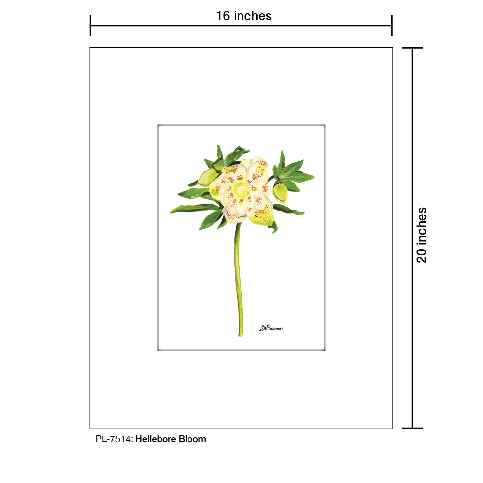 Hellebore Bloom, Print (#7514)