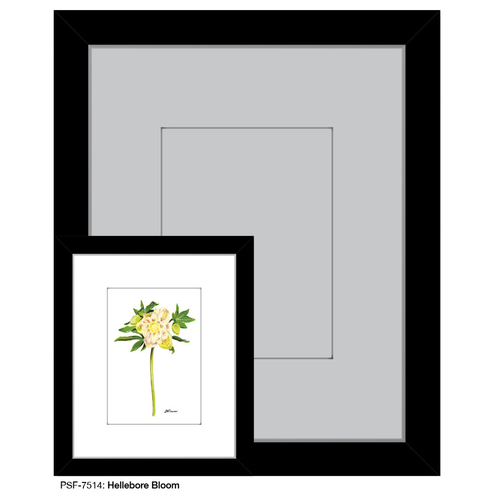 Hellebore Bloom, Print (#7514)