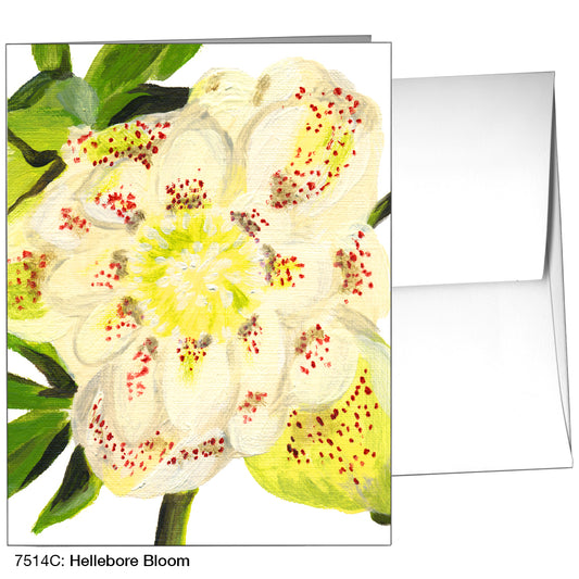 Hellebore Bloom, Greeting Card (7514C)