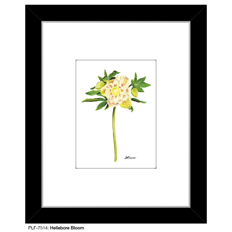 Hellebore Bloom, Print (#7514)