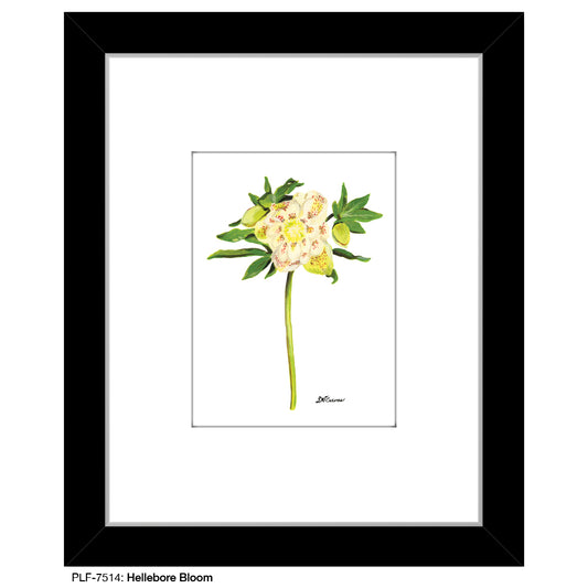 Hellebore Bloom, Print (#7514)