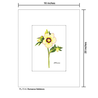 Romance Hellebore, Print (#7516)