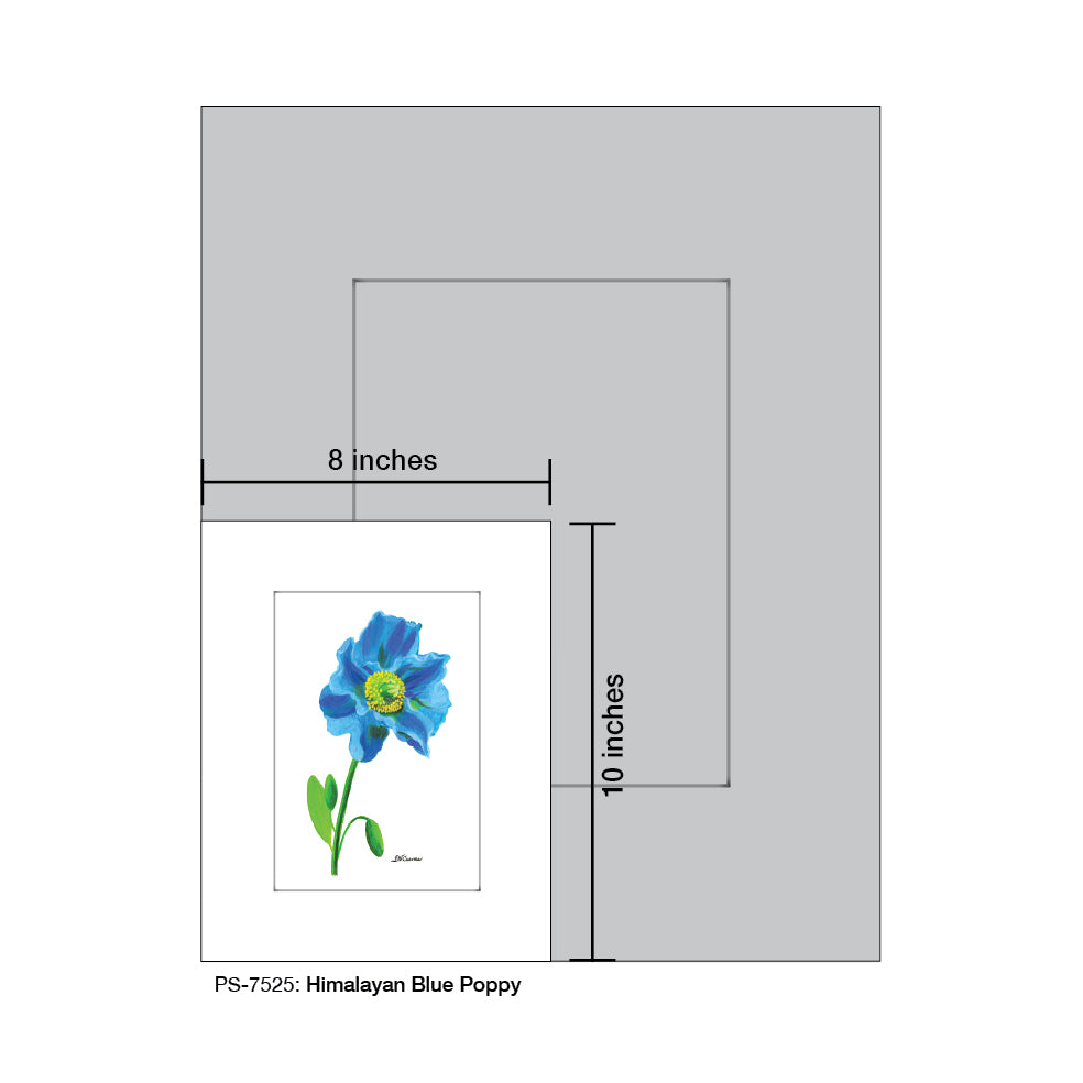 Himalayan Blue Poppy, Print (#7525)