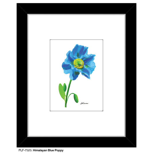 Himalayan Blue Poppy, Print (#7525)