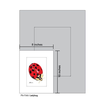 Ladybug, Print (#7583)