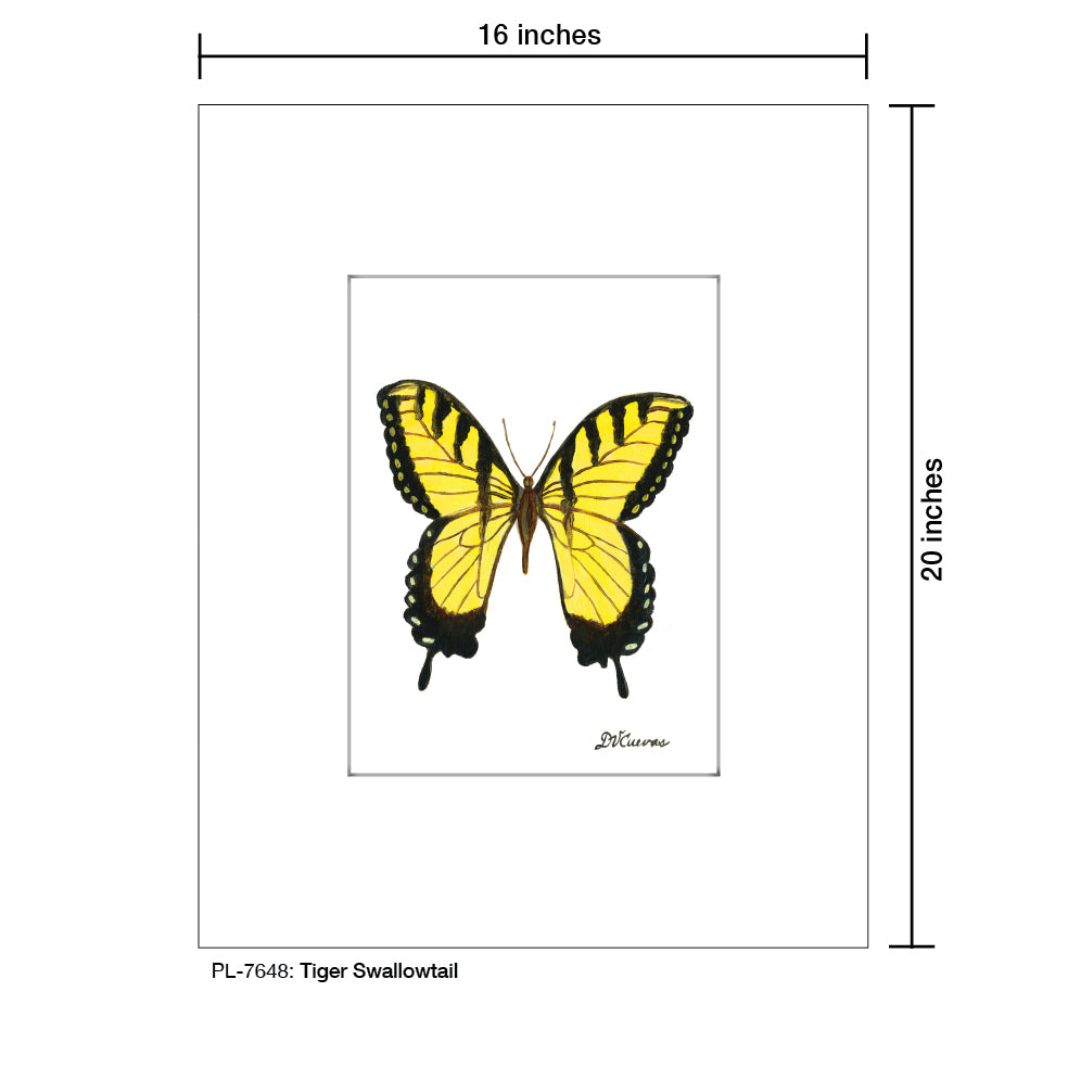 Tiger Swallowtail, Print (#7648)