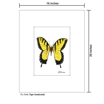 Tiger Swallowtail, Print (#7648)