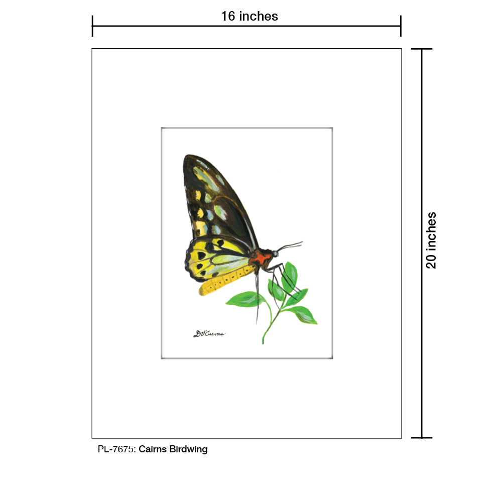 Cairns Birdwing, Print (#7675)