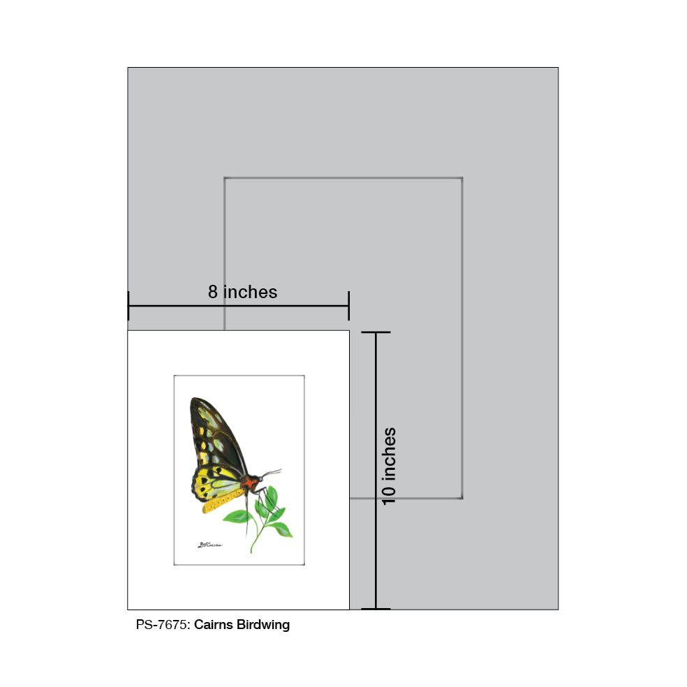 Cairns Birdwing, Print (#7675)