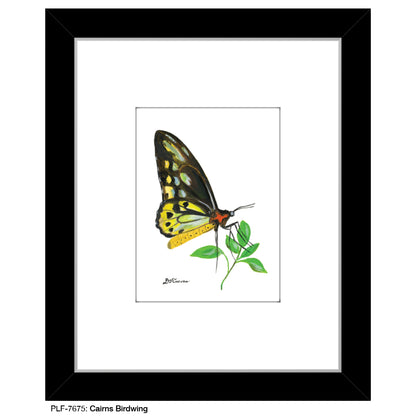 Cairns Birdwing, Print (#7675)