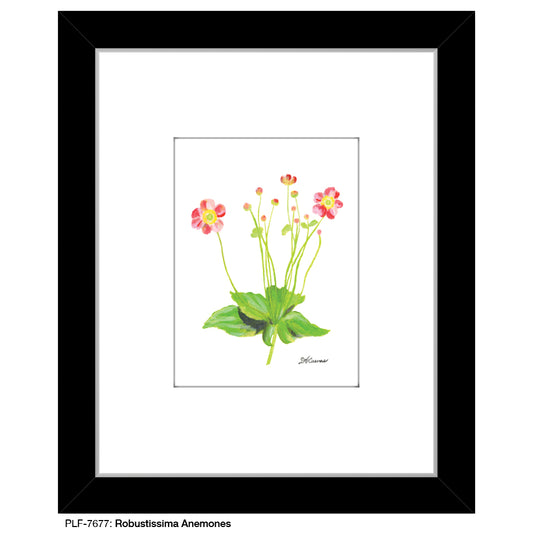 Robustissima Anemones, Print (#7677)